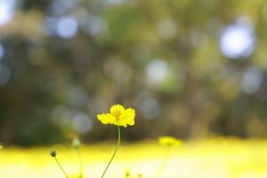 木曽三川公園センター、コスモス、10月の秋の花、岐阜県海津市の観光・撮影スポットの画像と写真