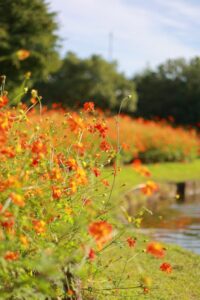 木曽三川公園センター、コスモス、10月の秋の花、岐阜県海津市の観光・撮影スポットの画像と写真