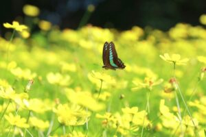木曽三川公園センター、コスモス、10月の秋の花、岐阜県海津市の観光・撮影スポットの画像と写真