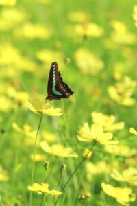 木曽三川公園センター、コスモス、10月の秋の花、岐阜県海津市の観光・撮影スポットの画像と写真