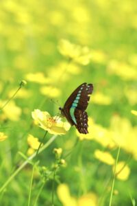 木曽三川公園センター、コスモス、10月の秋の花、岐阜県海津市の観光・撮影スポットの画像と写真