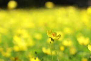 木曽三川公園センター、コスモス、10月の秋の花、岐阜県海津市の観光・撮影スポットの画像と写真
