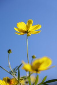 木曽三川公園センター、コスモス、10月の秋の花、岐阜県海津市の観光・撮影スポットの画像と写真
