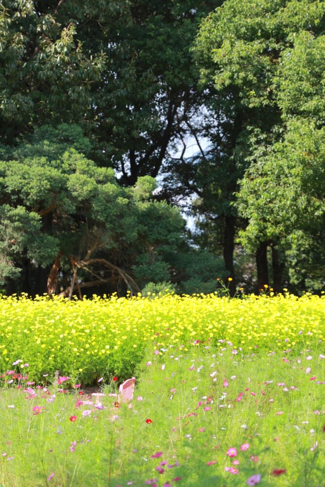 木曽三川公園センター、コスモス、10月の秋の花、岐阜県海津市の観光・撮影スポットの画像と写真