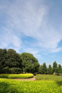 木曽三川公園センター、コスモス、10月の秋の花、岐阜県海津市の観光・撮影スポットの画像と写真