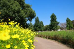 木曽三川公園センター、コスモス、10月の秋の花、岐阜県海津市の観光・撮影スポットの画像と写真
