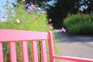 木曽三川公園センター、コスモス、10月の秋の花、岐阜県海津市の観光・撮影スポットの画像と写真