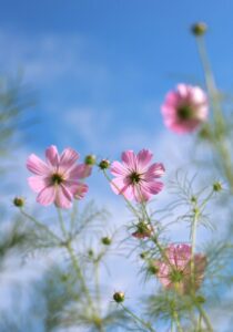 木曽三川公園センター、コスモス、10月の秋の花、岐阜県海津市の観光・撮影スポットの画像と写真