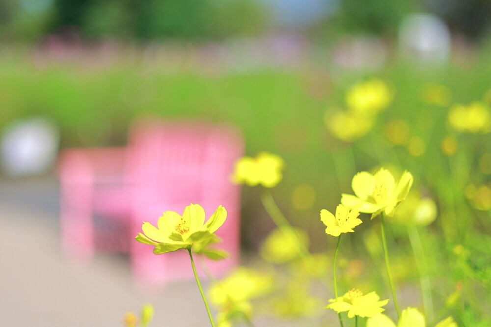 木曽三川公園センター、コスモス、10月の秋の花、岐阜県海津市の観光・撮影スポットの画像と写真