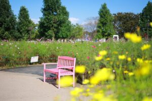 木曽三川公園センター、コスモス、10月の秋の花、岐阜県海津市の観光・撮影スポットの画像と写真