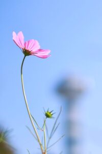 木曽三川公園センター、コスモス、10月の秋の花、岐阜県海津市の観光・撮影スポットの画像と写真