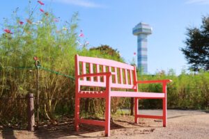 木曽三川公園センター、コスモス、10月の秋の花、岐阜県海津市の観光・撮影スポットの画像と写真