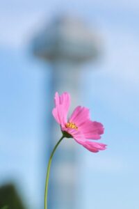 木曽三川公園センター、コスモス、10月の秋の花、岐阜県海津市の観光・撮影スポットの画像と写真
