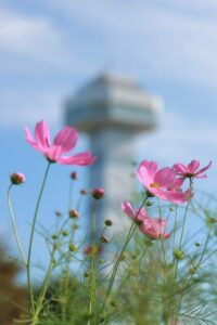 木曽三川公園センター、コスモス、10月の秋の花、岐阜県海津市の観光・撮影スポットの画像と写真