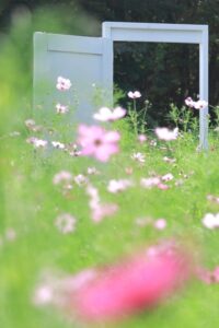 木曽三川公園センター、コスモス、10月の秋の花、岐阜県海津市の観光・撮影スポットの画像と写真