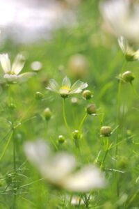 木曽三川公園センター、コスモス、10月の秋の花、岐阜県海津市の観光・撮影スポットの画像と写真