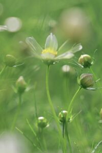 木曽三川公園センター、コスモス、10月の秋の花、岐阜県海津市の観光・撮影スポットの画像と写真