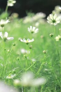 木曽三川公園センター、コスモス、10月の秋の花、岐阜県海津市の観光・撮影スポットの画像と写真