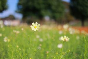 木曽三川公園センター、コスモス、10月の秋の花、岐阜県海津市の観光・撮影スポットの画像と写真