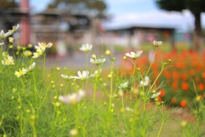 木曽三川公園センター、コスモス、10月の秋の花、岐阜県海津市の観光・撮影スポットの画像と写真