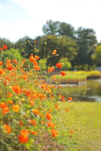 木曽三川公園センター、コスモス、10月の秋の花、岐阜県海津市の観光・撮影スポットの画像と写真