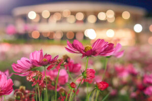 なばなの里、コスモス、ライトアップ、10月の秋の花、三重県桑名市の観光・撮影スポットの画像と写真