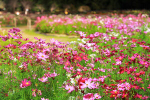 なばなの里、コスモス、ライトアップ、10月の秋の花、三重県桑名市の観光・撮影スポットの画像と写真