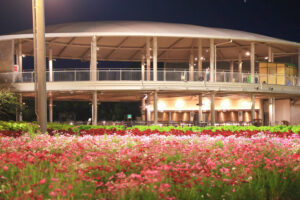 なばなの里、コスモス、ライトアップ、10月の秋の花、三重県桑名市の観光・撮影スポットの画像と写真
