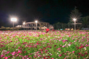 なばなの里、コスモス、ライトアップ、10月の秋の花、三重県桑名市の観光・撮影スポットの画像と写真