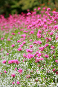 なばなの里、10月の秋の花、三重県桑名市の観光・撮影スポットの画像と写真
