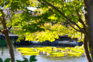 なばなの里、10月の秋の花、三重県桑名市の観光・撮影スポットの画像と写真