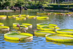 なばなの里、10月の秋の花、三重県桑名市の観光・撮影スポットの画像と写真