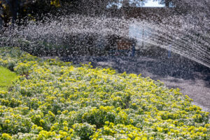 なばなの里、10月の秋の花、三重県桑名市の観光・撮影スポットの画像と写真