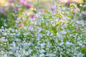 なばなの里、10月の秋の花、三重県桑名市の観光・撮影スポットの画像と写真