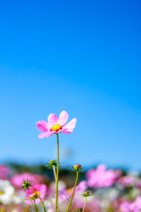 なばなの里、コスモス、10月の秋の花、三重県桑名市の観光・撮影スポットの画像と写真