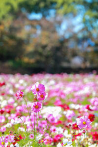 なばなの里、コスモス、10月の秋の花、三重県桑名市の観光・撮影スポットの画像と写真