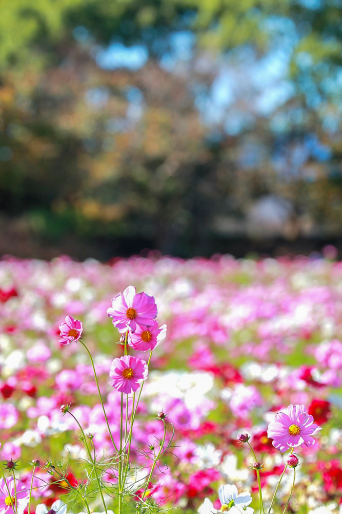 なばなの里、コスモス、10月の秋の花、三重県桑名市の観光・撮影スポットの画像と写真