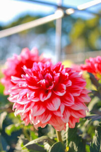 なばなの里、ダリア、10月の秋の花、三重県桑名市の観光・撮影スポットの画像と写真