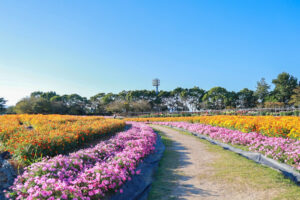 なばなの里、コスモス、10月の秋の花、三重県桑名市の観光・撮影スポットの画像と写真