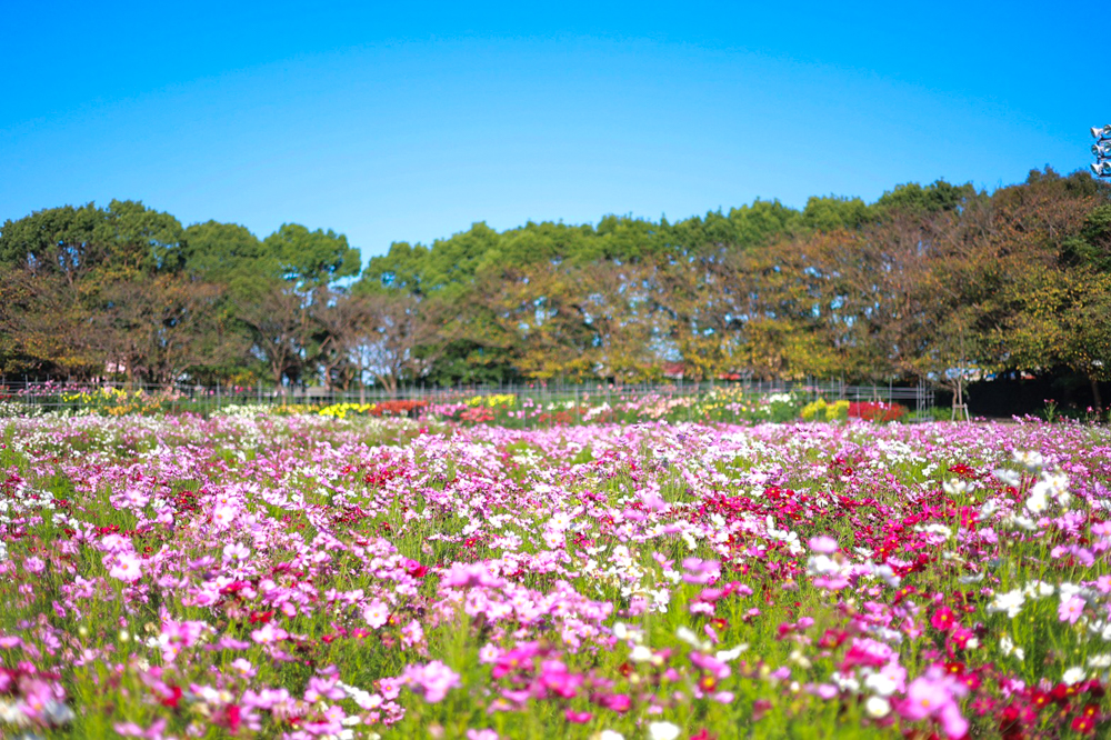 なばなの里、コスモス、10月の秋の花、三重県桑名市の観光・撮影スポットの画像と写真