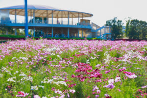 なばなの里、コスモス、10月の秋の花、三重県桑名市の観光・撮影スポットの画像と写真