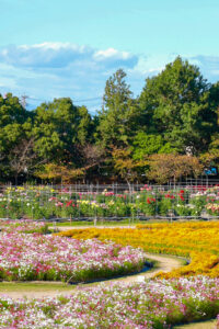 なばなの里、コスモス、10月の秋の花、三重県桑名市の観光・撮影スポットの画像と写真