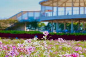 なばなの里、コスモス、10月の秋の花、三重県桑名市の観光・撮影スポットの画像と写真