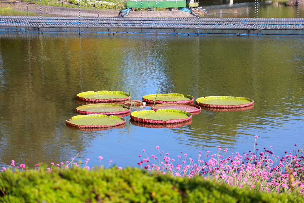 なばなの里、10月の秋の花、三重県桑名市の観光・撮影スポットの画像と写真