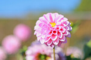 なばなの里、ダリア、10月の秋の花、三重県桑名市の観光・撮影スポットの画像と写真