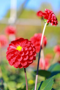 なばなの里、ダリア、10月の秋の花、三重県桑名市の観光・撮影スポットの画像と写真