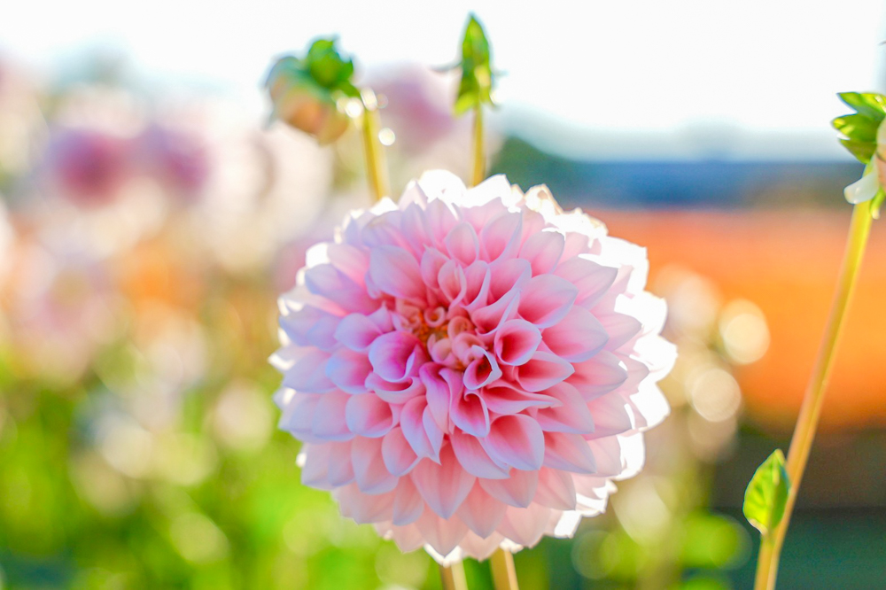 なばなの里、ダリア、10月の秋の花、三重県桑名市の観光・撮影スポットの画像と写真