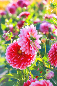 なばなの里、ダリア、10月の秋の花、三重県桑名市の観光・撮影スポットの画像と写真