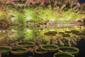 なばなの里、10月の秋の花、三重県桑名市の観光・撮影スポットの画像と写真