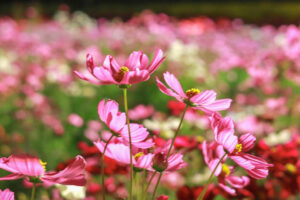 なばなの里、コスモス、ライトアップ、10月の秋の花、三重県桑名市の観光・撮影スポットの画像と写真